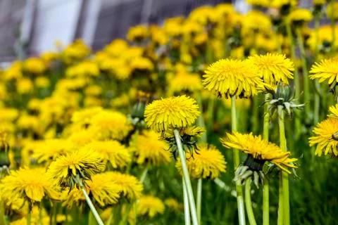 Dandelion flowers Stock Photos