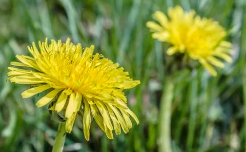Dandelion flowers Stock Photos