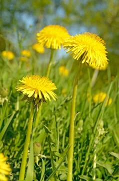 Dandelion flowers Foto stock