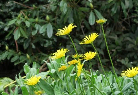 Dandelion flowers Stock Photos
