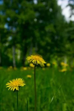 Dandelion flowers Stock Photos