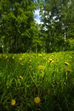 Dandelion flowers Stock Photos