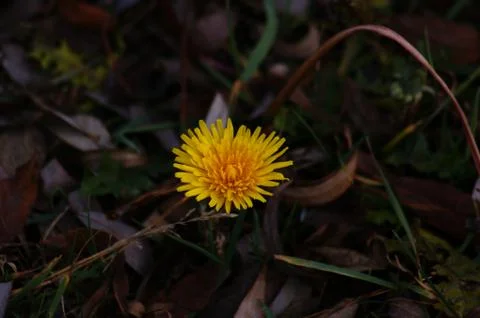 Dandelion flowers Stock Photos