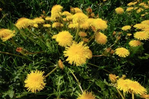 Dandelion flowers Stock Photos