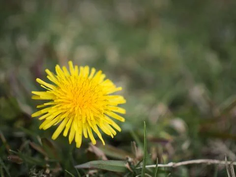 Dandelion Flowers Foto stock