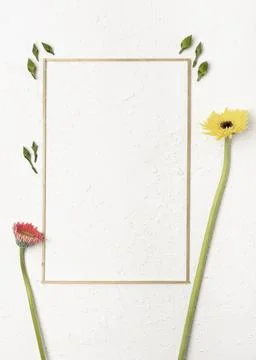 Dandelion flowers with simplistic frame white background Stock Photos