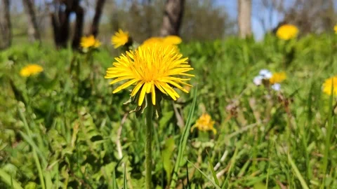 Dandelion flowers on a spring field.  Stock Footage 151684537