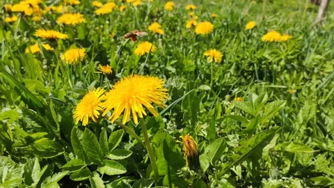 Dandelion flowers on a spring field.  Stock Footage 151684634
