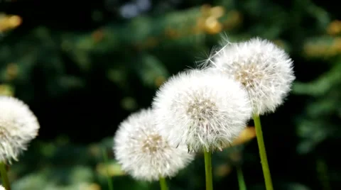Dandelion flowers in spring Stock Footage 52885771