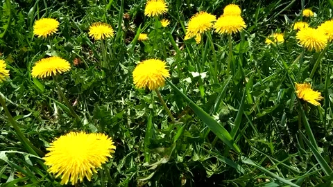 Dandelion flowers in the spring Stock Footage 156326567