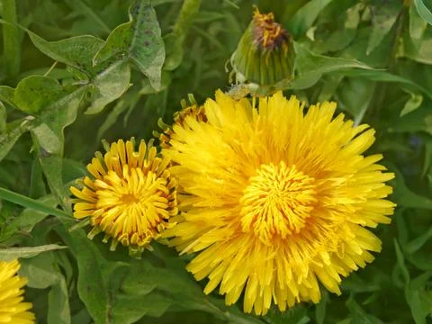 Dandelion flowers in springtime Stock Photos