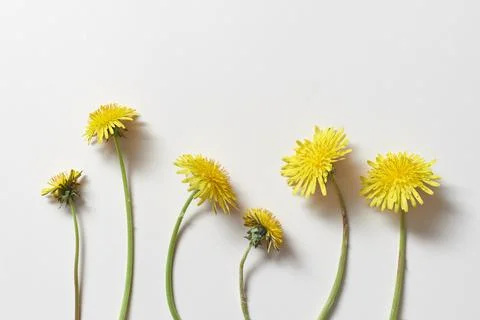 Dandelion flowers on white background. Fotos de archivo