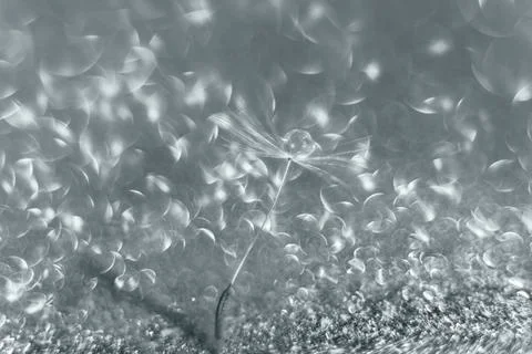 Dandelion fluff on the background with bokeh in ultimate gray, the 2021 color Stock Photos