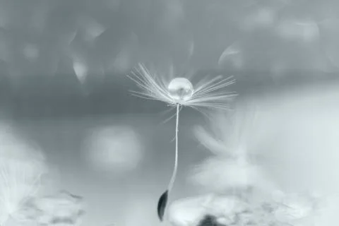 Dandelion fluff on the background with bokeh in ultimate gray, the 2021 color Stock Photos
