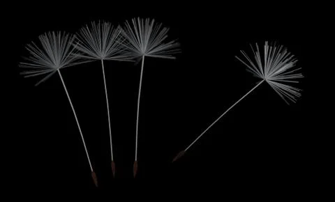 Dandelion fluff on black Stock Illustration