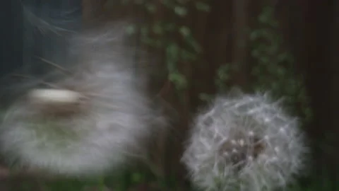 Dandelion fluff blowing away Stock Footage 131876787
