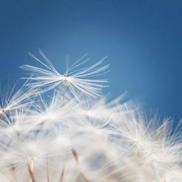 Dandelion fluff on a blue background Stock Photos