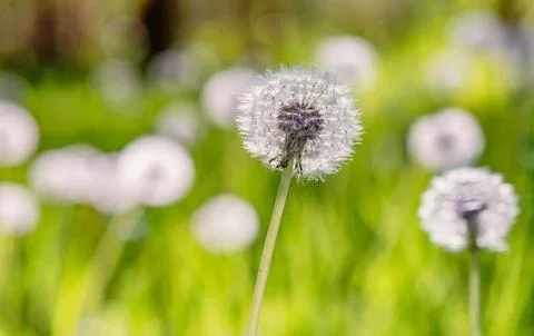 Dandelion fluff in a blurry background Stock Photos
