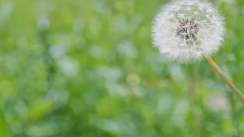 Dandelion Fluff in the Breeze Stock Footage 327589734