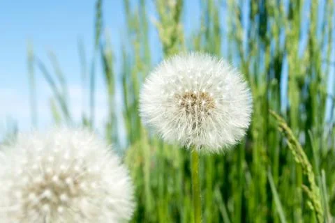 Dandelion fluff. Dandelion tranquil abstract closeup art background Stock Photos