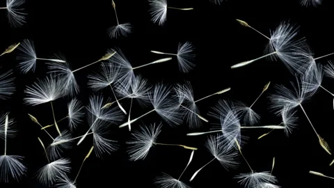 Dandelion fluff drifting gently sideways on the breeze　(Seamless Loop) Stock Footage 332956388