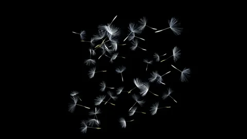 Dandelion fluff floating and spinning in a spherical formation (seamless loop) Stock Footage 332955573