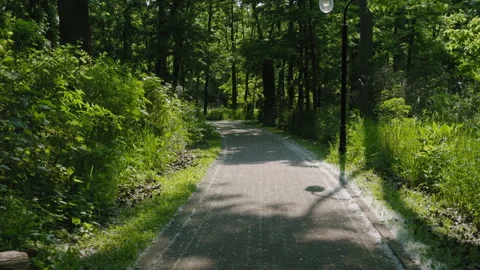 Dandelion fluff lies on park path on summer. Stock Footage 313256905