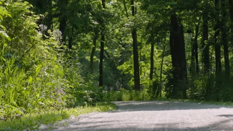 Dandelion fluff lies on park path on summer time. Allergic problems. Slow motion Stock-Footage 314038628