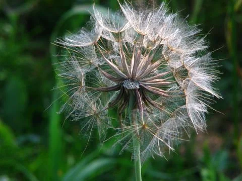 Dandelion fluff Stock Photos