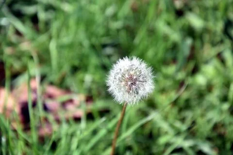 Dandelion fluff Stock Photos