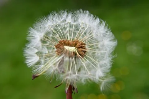 Dandelion Fluff Stock Photos