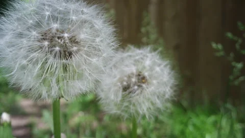 Dandelion fluff pollen slider shot in a back yard garden Stock Footage 131876253