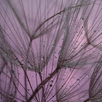 Dandelion fluff on a red background close-up. Macro with selective focus Stock Photos