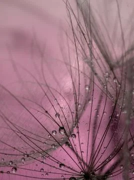 Dandelion fluff on a red background close-up. Macro with selective focus Stock Photos