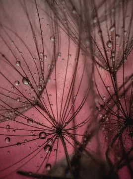 Dandelion fluff on a red background close-up. Macro with selective focus Stock Photos