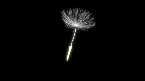 Dandelion fluff spinning as it floats gently through the air (seamless loop) Vidéo 332954801