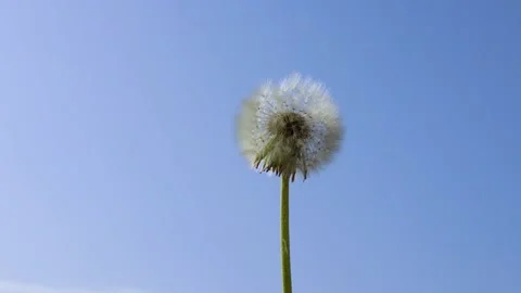 Dandelion fluff stretching toward the blue sky Stock Footage 238489437