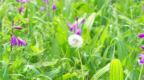 Dandelion fluff that sway in the wind Stock Footage 66654342