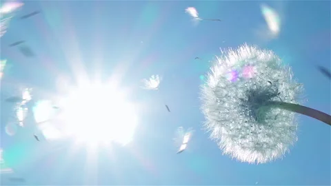 Dandelion fluffy seeds flying over ripened flower on blue sky with sun Stock Footage 237238473