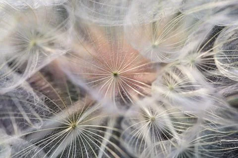 Dandelion fluffy seeds in openwork pattern on abstract background. Stock Photos