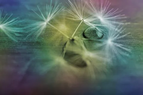 Dandelion fluffy seeds in openwork pattern on abstract background. Dreamy tho Stock Photos