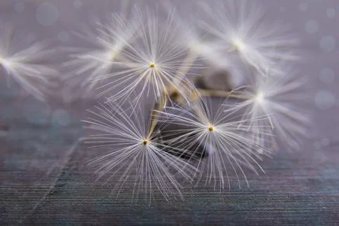 Dandelion fluffy seeds in openwork pattern on abstract background. Dreamy tho Stock Photos