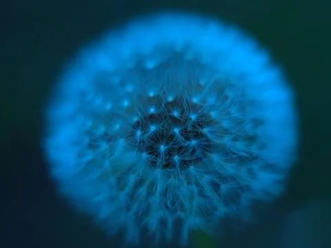 Dandelion. Fluffy white flower. Foto stock