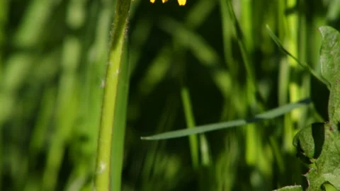 Dandelion with a fly 動画素材 91737555