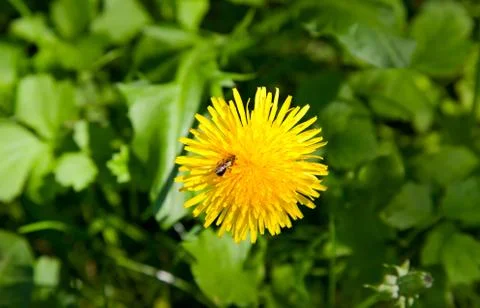 Dandelion with fly on it 스톡 사진