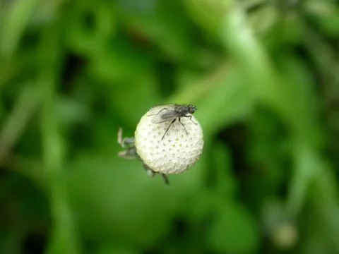 Dandelion &amp; Fly Stock Photos