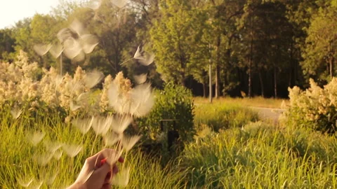 Dandelion flying on green background Stock Footage 97272267