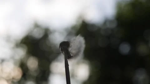 Dandelion flying on green background. Stock Footage 274213596