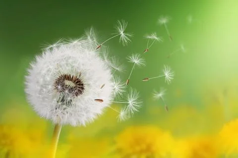 Dandelion flying Stock Photos