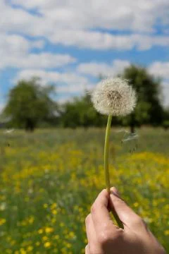 Dandelion with flying seed Stock Photos